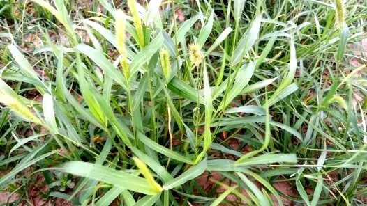 乙莠玉米苗前专用封闭除草剂,玉米封闭除草剂药害怎么缓解