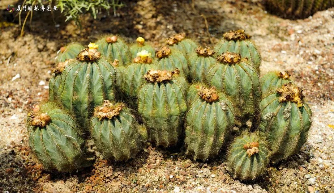 厦门适合带孩子去玩的地方推荐,厦门6月份哪里好玩