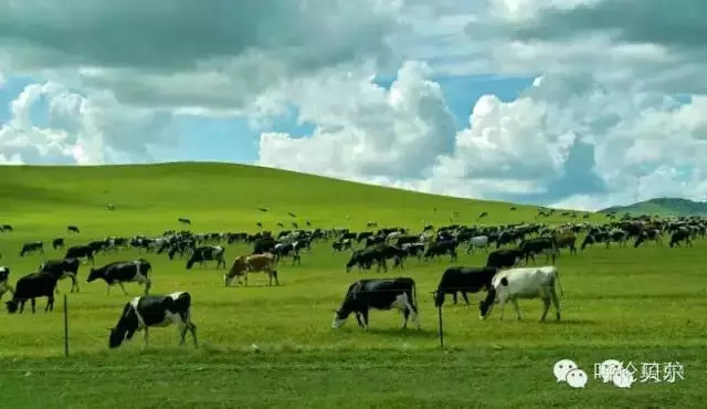 呼伦贝尔牙克石十大旅游景点,呼伦贝尔大草原收藏