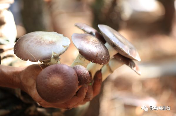 弥勒美食必吃推荐,云南弥勒美食野生菌
