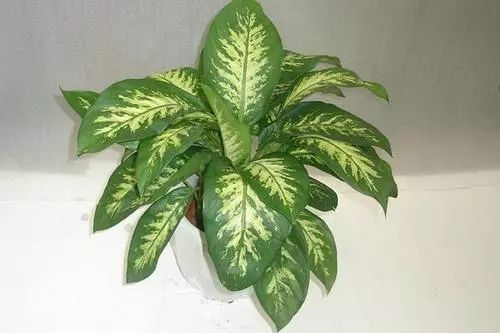 吸甲醛最快最有效的植物排名第一,吸甲醛最快最有效的植物排名