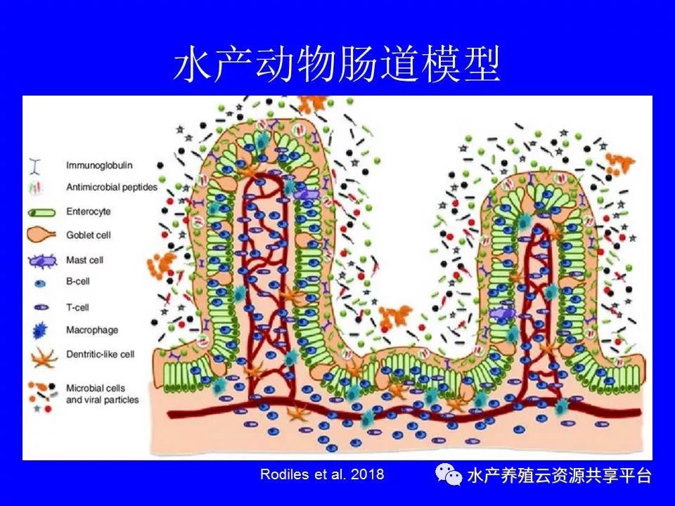 工厂化养殖南美白对虾技术详解,工厂化南美白对虾养殖全过程