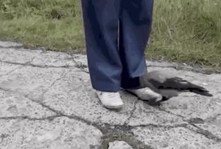 ofo新套路大揭秘,ofo大败局深层解析