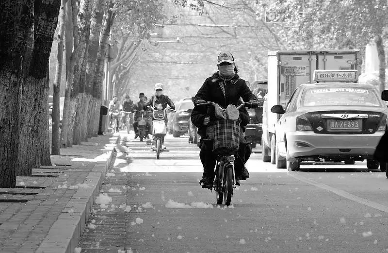 本应改善环境的城市绿植，为何成了“恼人的柳絮”？