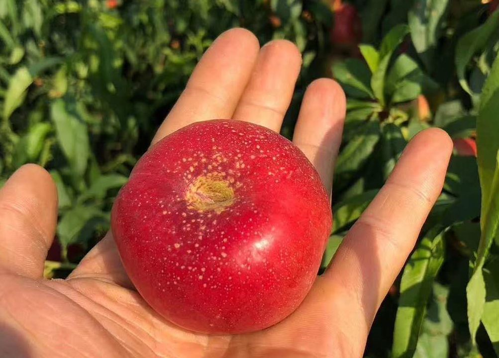 18°甜的人间“仙桃！轻轻一咬，汁水肆意流淌，一口气能吃10个！｜吃货精选