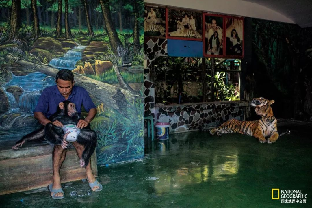 濒临灭绝的野生动物表演,动物表演的背后有多残忍