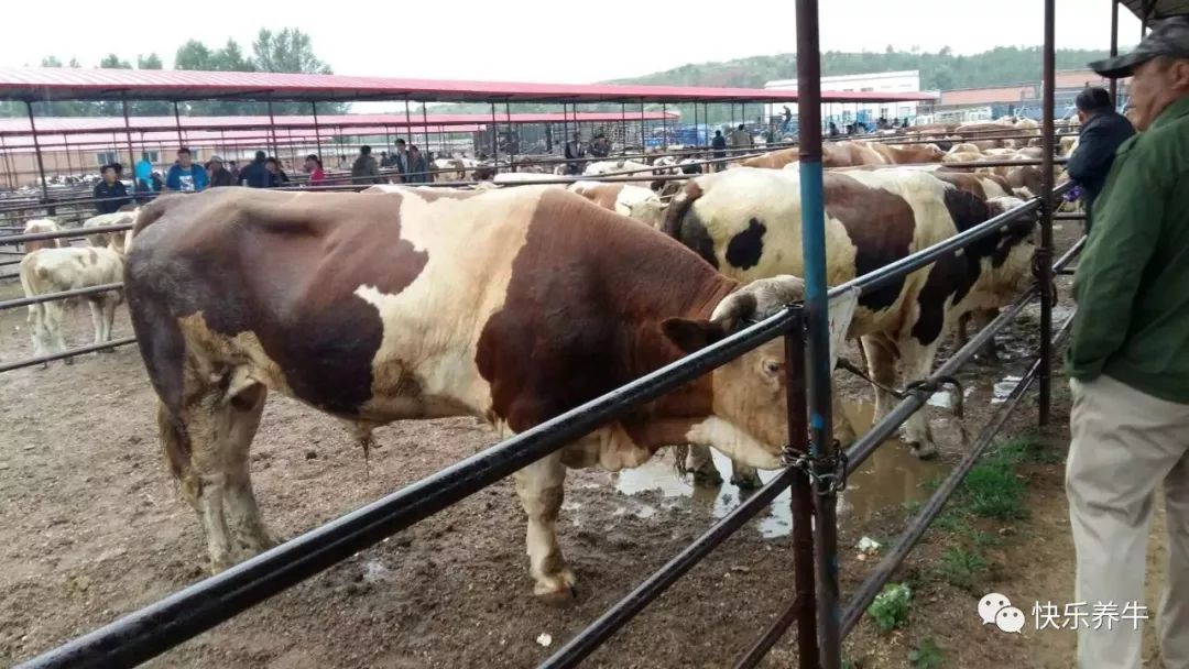 牛蜱虫防治方法有哪些,牛身上蜱虫的快速治疗方法