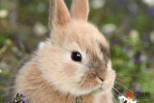 1963年属兔是什么命五行属什么,1963年属兔人2023全年运势