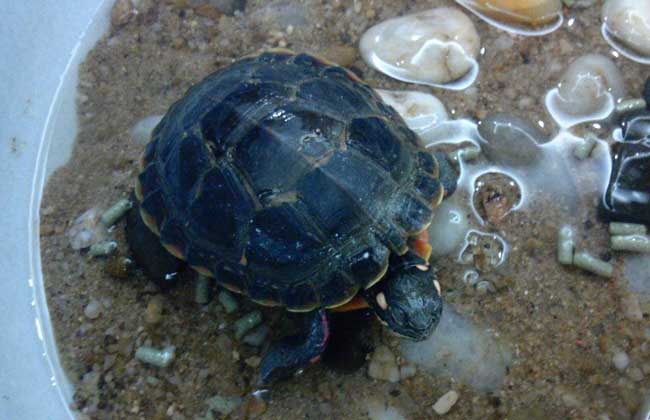 乌龟怎么看年龄,巴西乌龟几岁下蛋