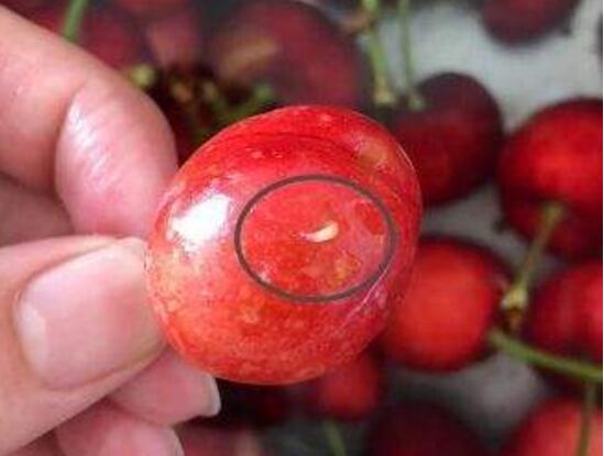 樱桃里有虫子还能吃吗,樱桃里有虫子吃了对身体有害吗