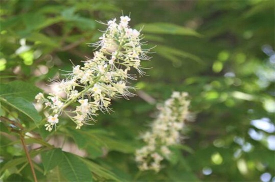 艾草长什么样子图片大全,艾草长什么样子的怎么辨别