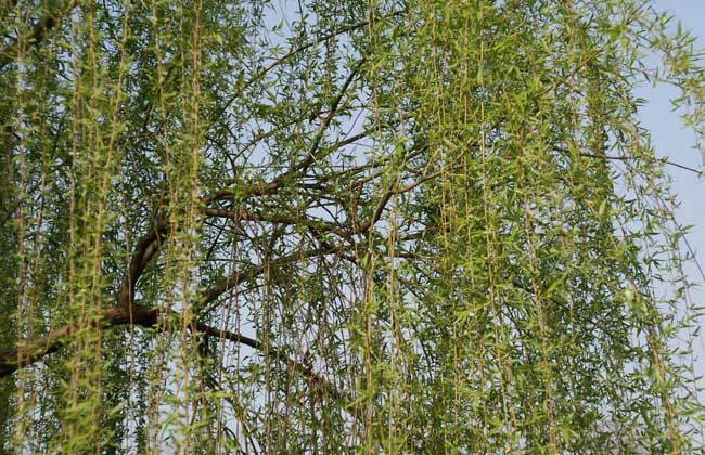 柳树的作用与危害,柳树的作用与用途