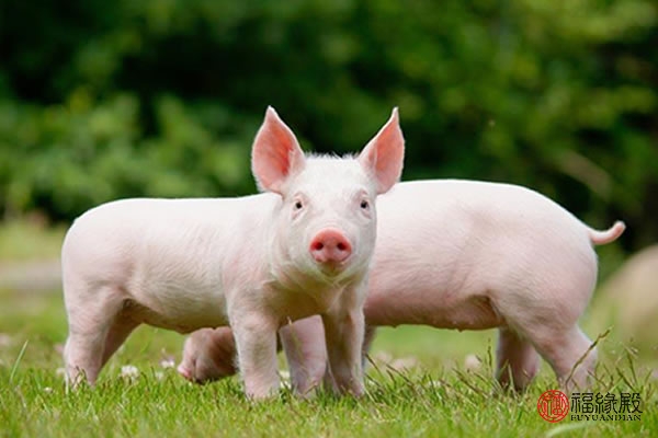 1995年属猪女2024运势婚姻,1995年属猪和1994属狗婚姻