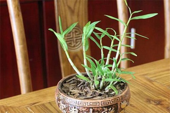 石斛兰开花时如何管理,石斛兰开败后怎么快速再开花