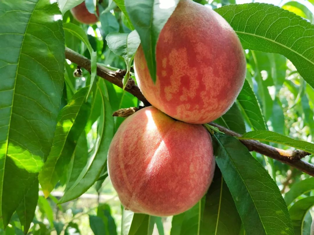 泌阳老品种桃子成熟了,息烽哪些地方桃子成熟了