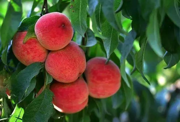 泌阳老品种桃子成熟了,息烽哪些地方桃子成熟了