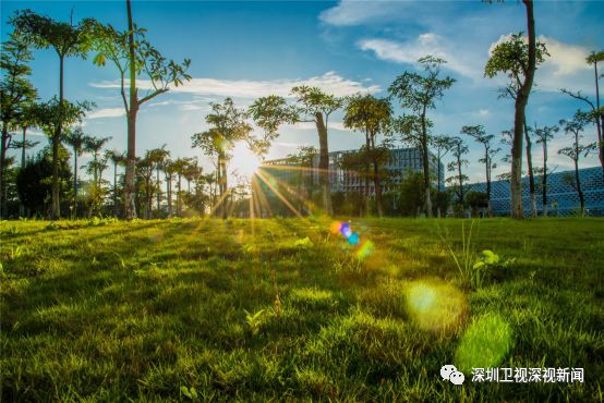 深圳南方科技大学排名,探索深圳高校