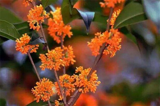 怎么区分桂花品种,紫桂花哪个品种好