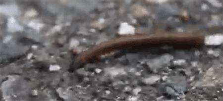 一些吸血的昆虫蜱虫,好多小虫子吸血