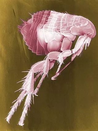 和隐翅虫差不多的黑色吸血虫,少见的吸血虫