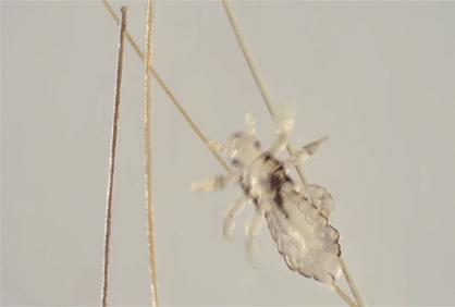 和隐翅虫差不多的黑色吸血虫,少见的吸血虫