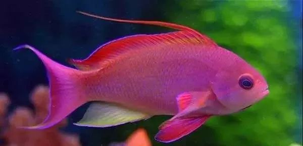 海金鱼状态不好怎么处理,草金鱼养着养着褪色了是怎么回事