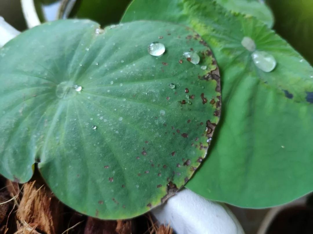 碗莲苗烂茎叶子怎么办,碗莲幼苗期各种病症解决法