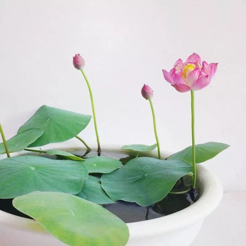 碗莲出现僵苗怎么补救,碗莲烂茎发黑怎么办