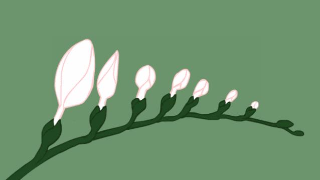 无花果和什么花茶一起煮,无花果夏天的味道