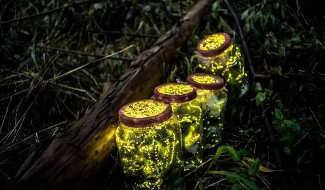 养殖萤火虫，送您一个浪漫的夜晚！萤火虫带火乡村旅游，更让我们懂得保护环境的重要