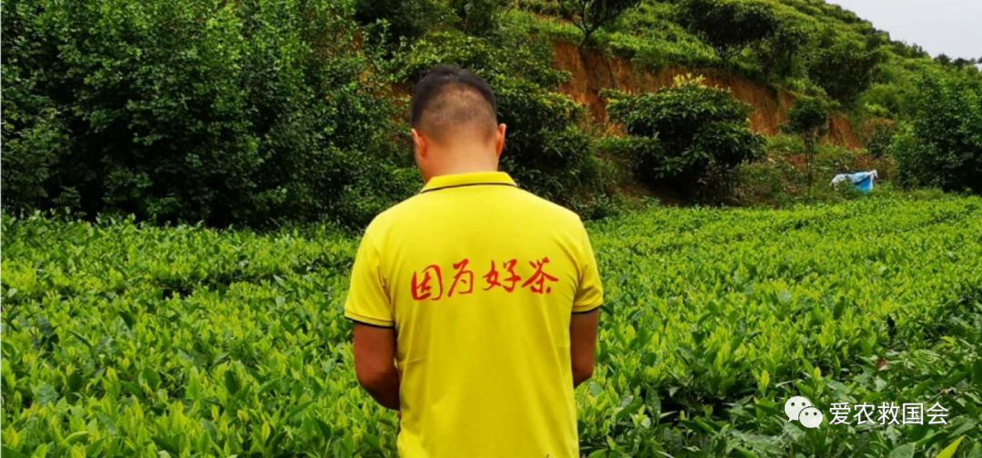 炭疽病防控方案,炭疽病的防治方法茶花