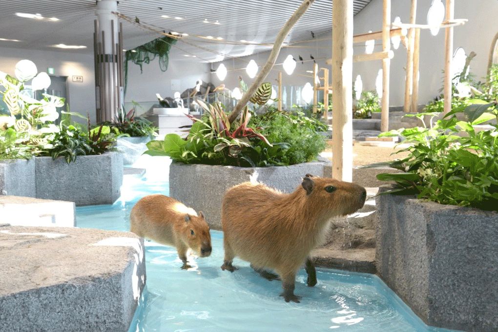 日本雨天大阪,日本下雨游玩景点推荐一下