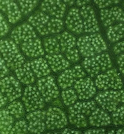 贴上它手机镜头秒变显微镜,贴在手机上的显微镜