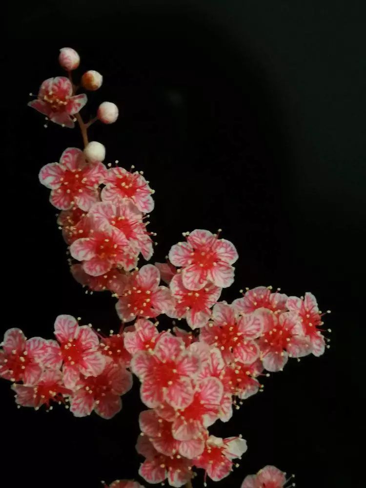 华北珍珠梅的解剖图,雪白雪白的梅花