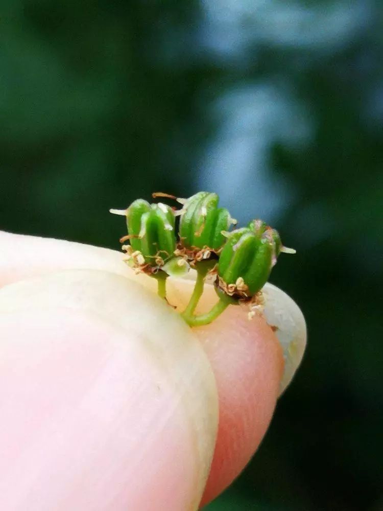 华北珍珠梅的解剖图,雪白雪白的梅花