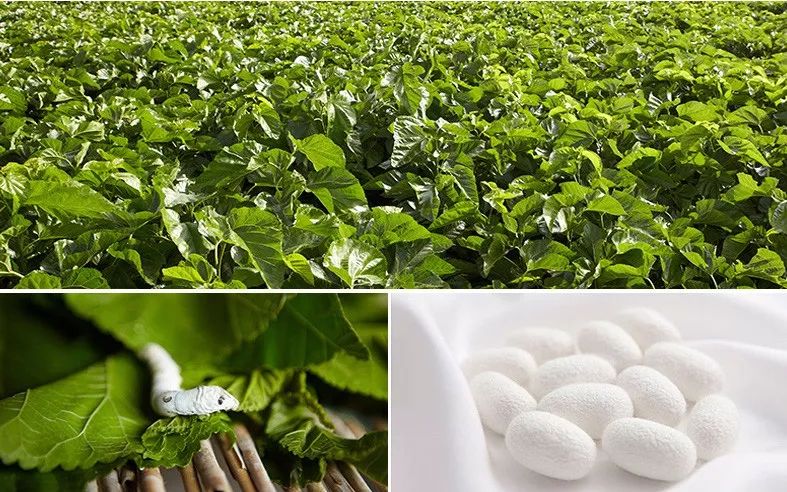 蚕丝被相关报道,桑蚕丝被曝光