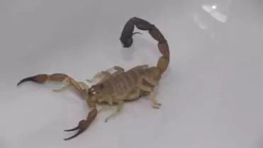 加拿大女孩来中国后惊叹,女子入境发现奇怪物品