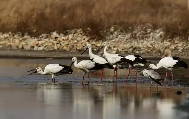北戴河海岛旅游哪个岛最好,北戴河最美海岛
