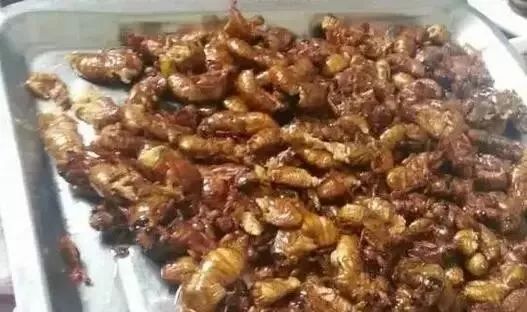 淮阳抓爬蚱,河南的爬蚱壳多少钱一斤