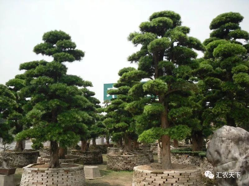 2019年上半年,南北方苗市大起底