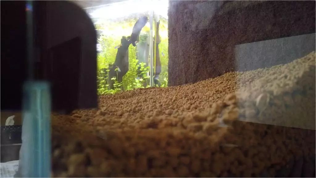 雨林缸小朋友,在家造了个雨林