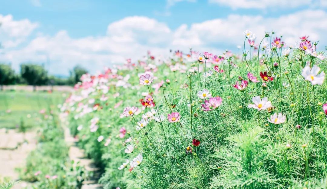 简单蓝天白云风景图片,简单的天空拍摄方法