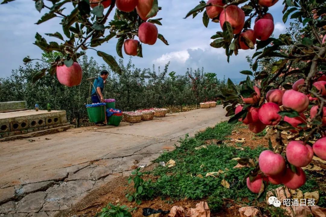 苹果之城是指哪个城市,苹果之城是哪里