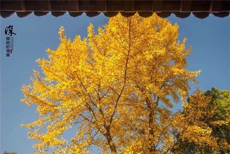 天下第一山——中华泰山，一个你来千百次也很难读懂的地方