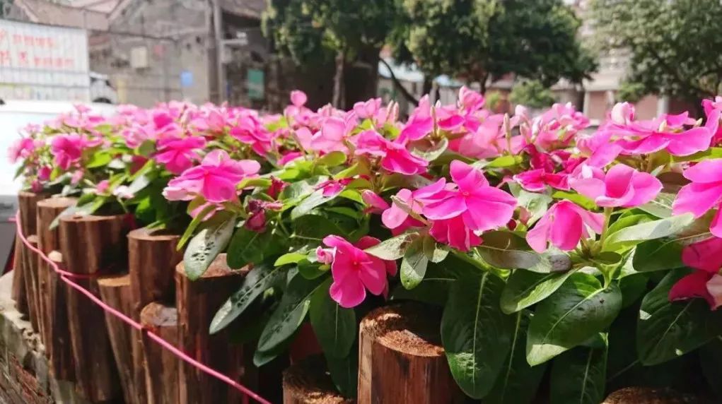 美！南海600多岁古村登上学习强国，藏有水乡风俗与涂鸦