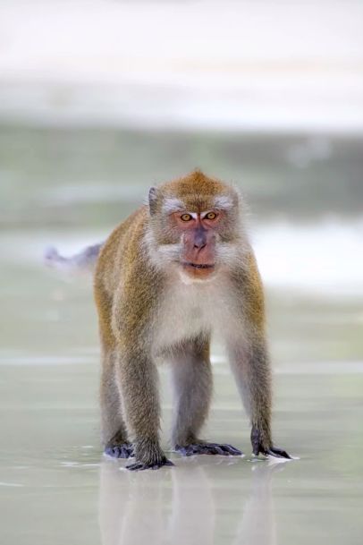 挖到一座免签直飞的超冷门海岛！火山浮潜摸小鹿，好玩秒杀巴厘岛