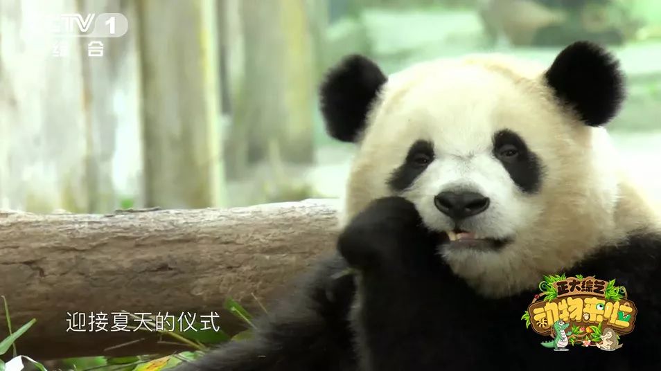 为啥大熊猫长大了那么脏不给糖,大熊猫为何会白化