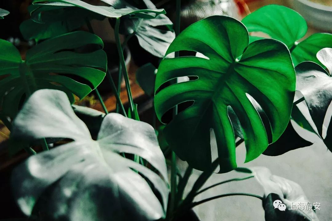 吸收甲醛最佳的十种植物排行榜,吸甲醛最快最有效的植物排名