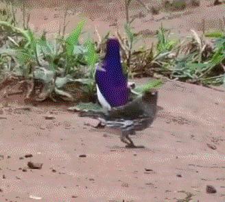 见到虫子很害怕怎么办,见到光就飞过来的虫子怎么去除