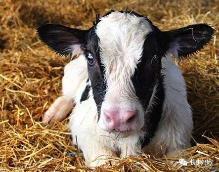 养牛犊牛各种拉稀一招解决,养殖牛拉稀出血用什么药